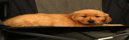 Golden Retriever dogs for sale: Rob - Ad 6