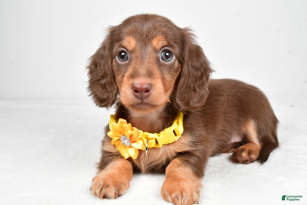 Miniature Dachshund dogs for sale: Amber - Ad 2