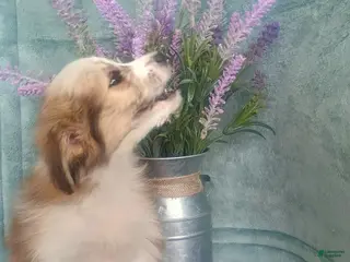 Mixed Breed dogs Mixed Breed Puppy 2 - Ad 8