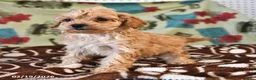 Cockapoo dogs for sale: Honey - Ad 1