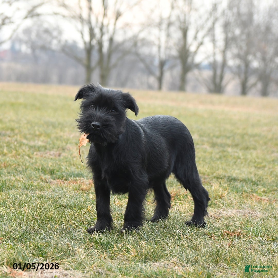 Standard Schnauzer dogs for sale: Prince   - Ad 3