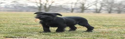 Standard Schnauzer dogs for sale: Prince   - Ad 3
