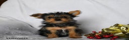 Yorkshire Terrier dogs for sale: Cookie - Ad 2