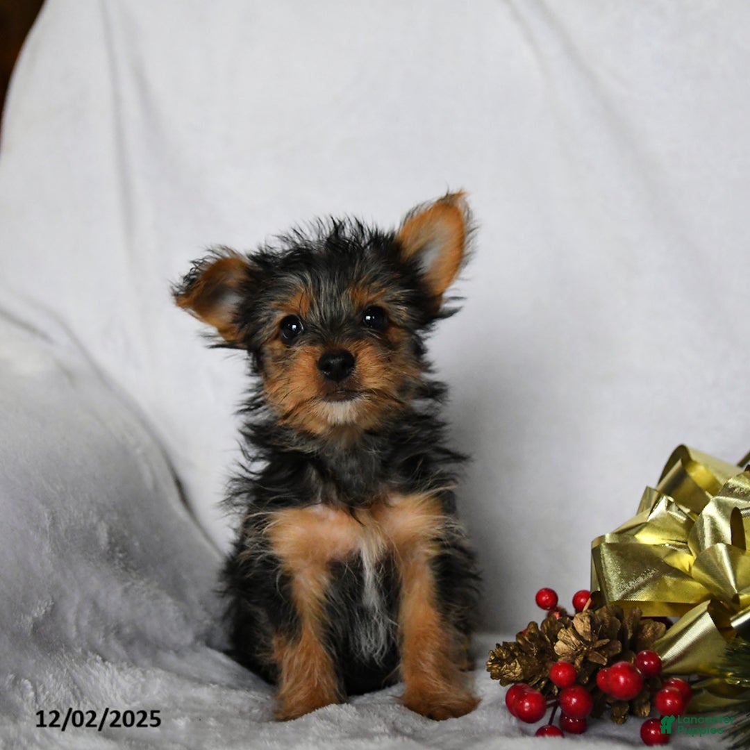 Yorkshire Terrier dogs for sale: Cookie - Ad 2