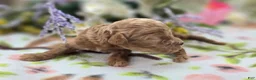 Cockapoo dogs for sale: Girdle - Ad 2