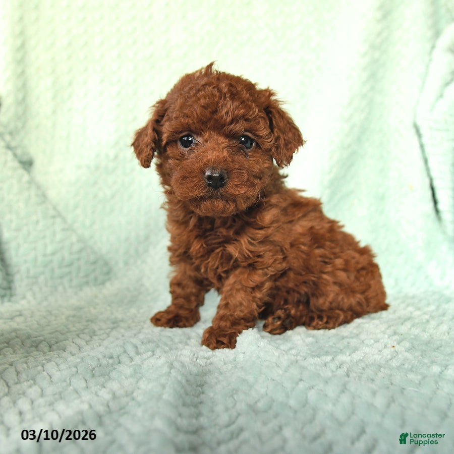 Toy Poodle dogs Nora - Ad 1
