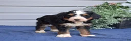 Mini Bernedoodle dogs for sale: Cedar - Ad 3