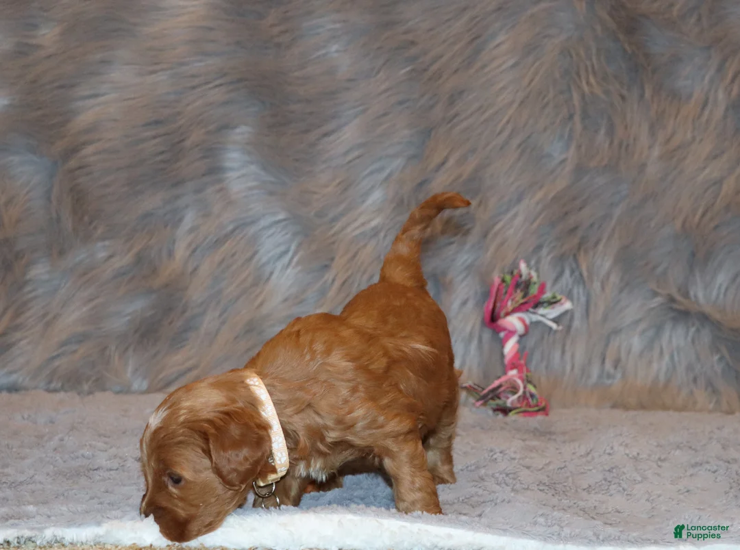 Mini Goldendoodle dogs for sale: Whitney 🌷 Genetic Clear Parents - Ad 12