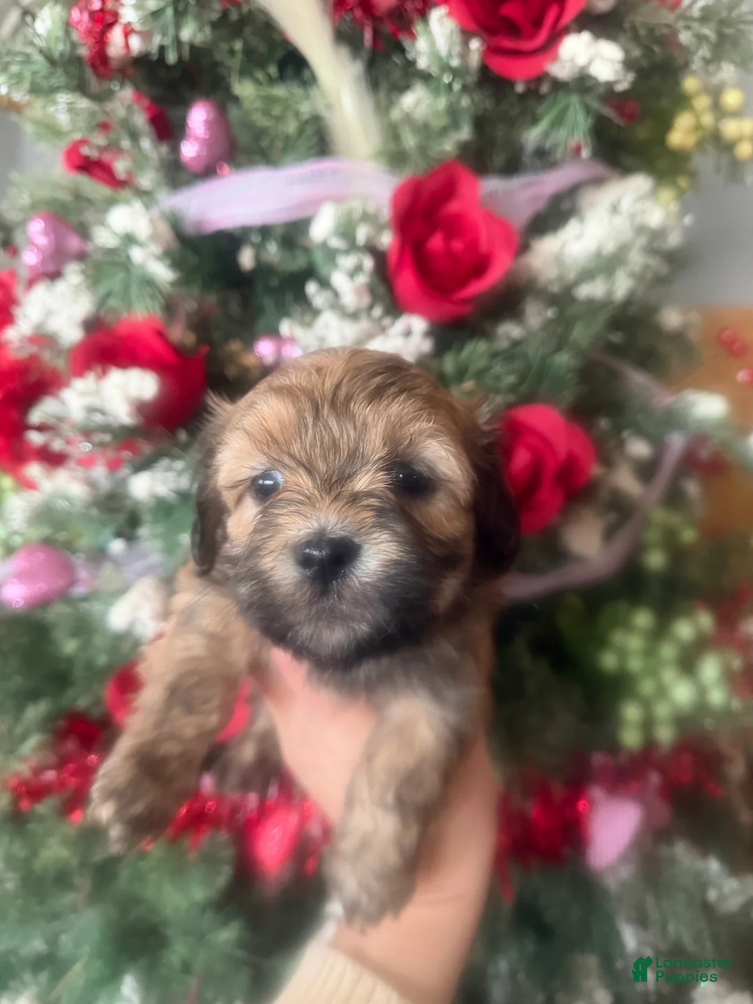 Malshi dogs for sale: Malshi Puppy 5 - Ad 1