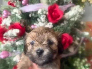 Malshi dogs Malshi Puppy 5 - Ad 12