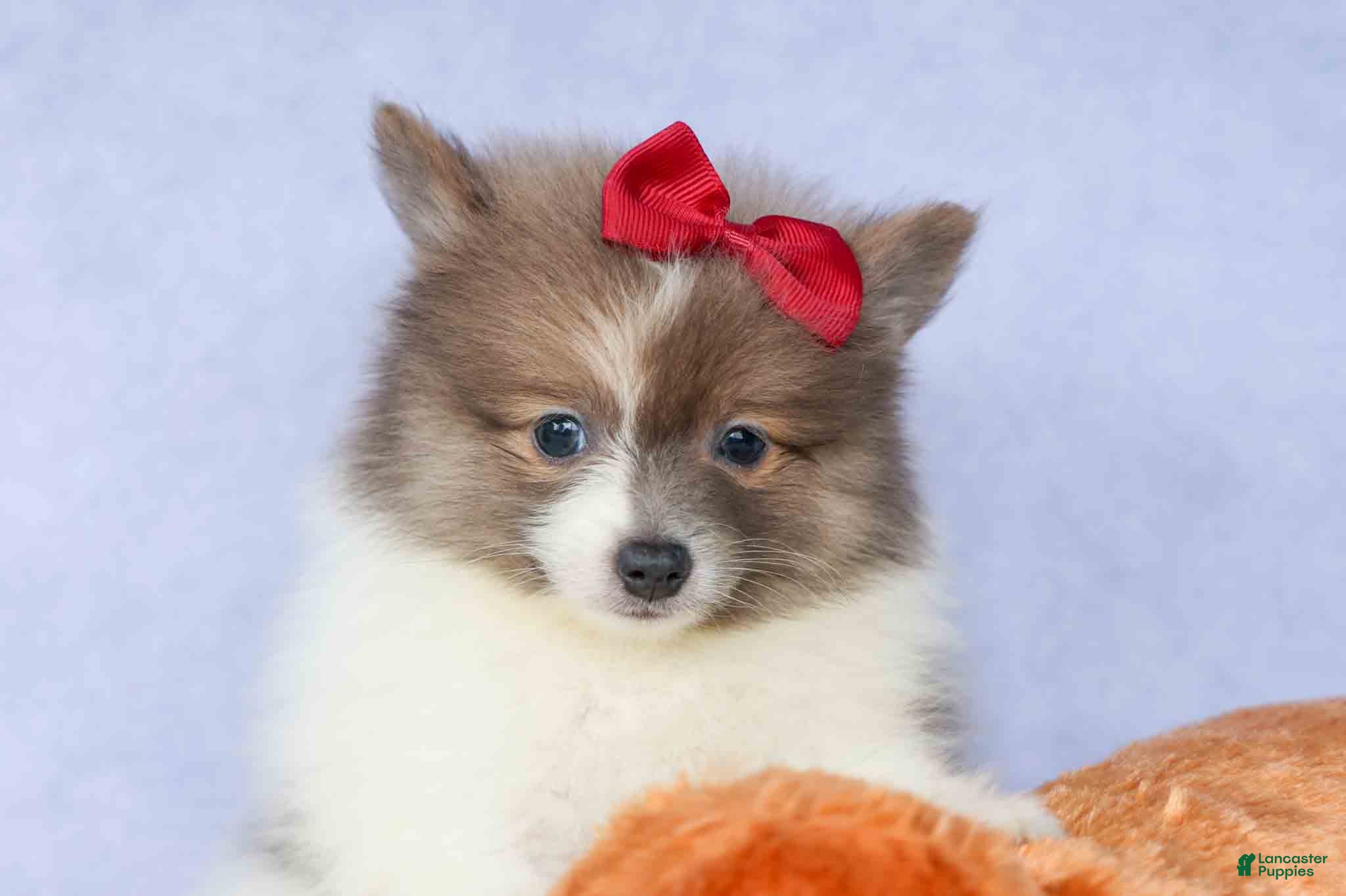 Pomeranian dogs Everest🐾 - Ad 1
