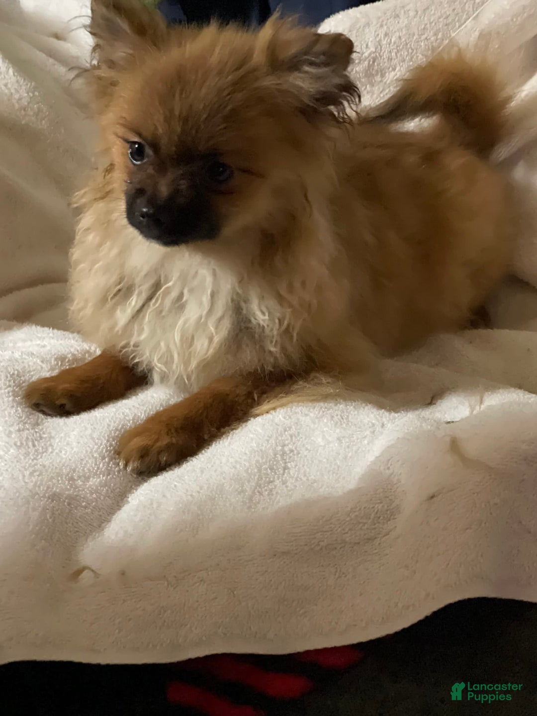 Gallery Image {{count}}