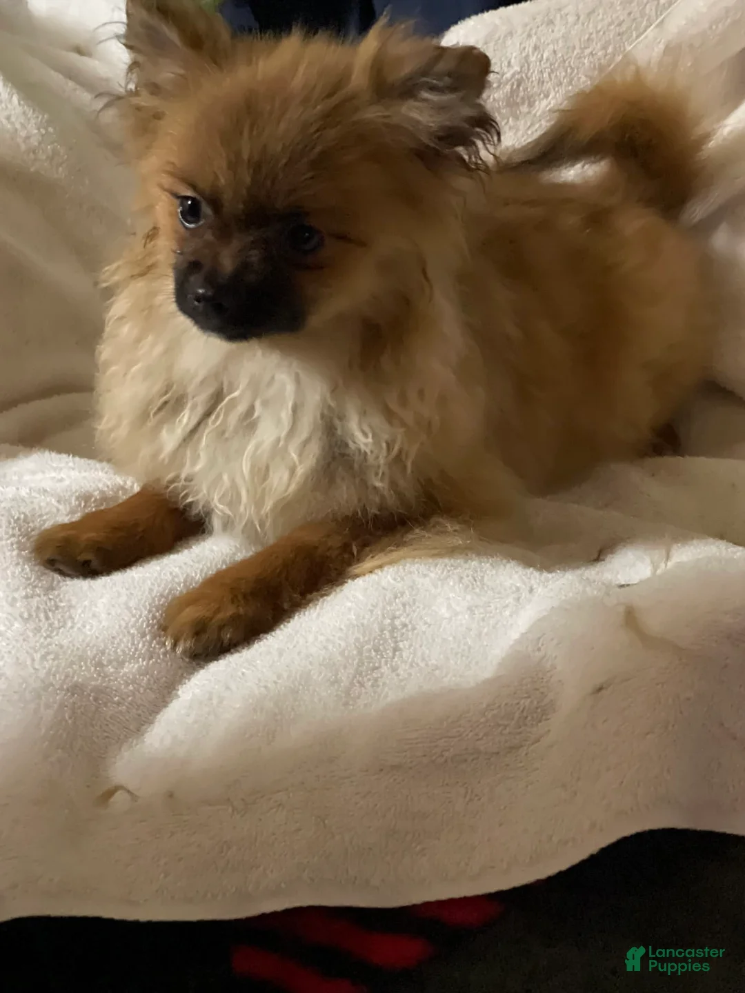 Gallery Image {{count}}