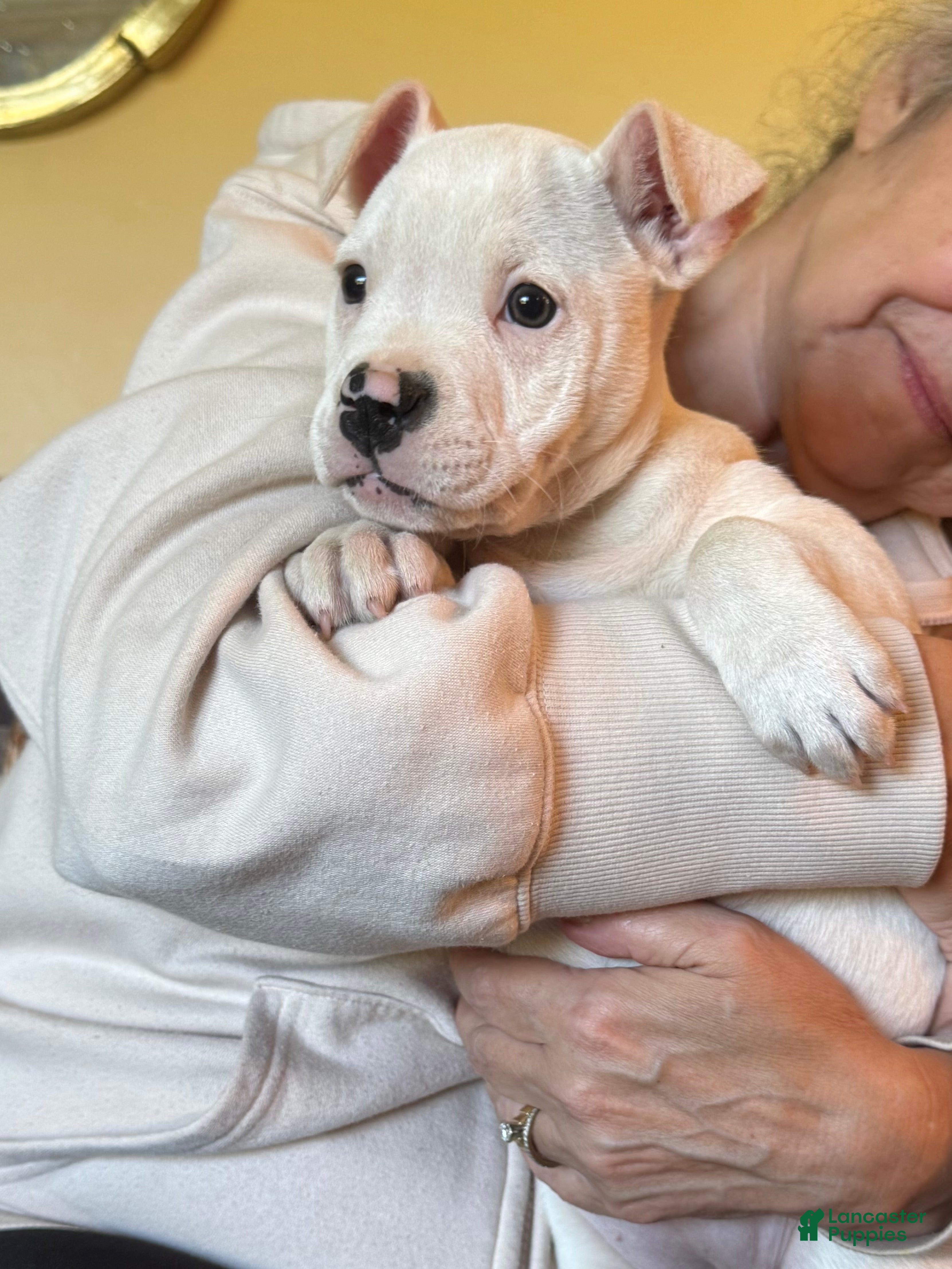American Bulldog dogs for sale: Female 2 - Ad 1