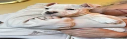American Bulldog dogs for sale: Female 2 - Ad 1