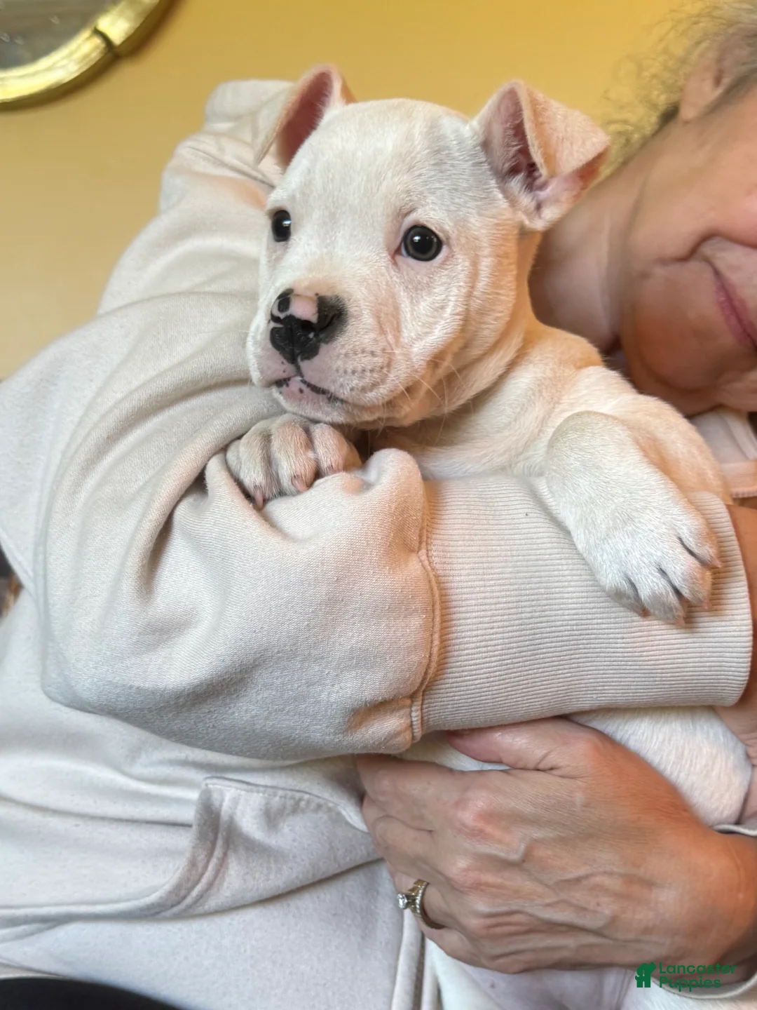 American Bulldog dogs for sale: Female 2 - Ad 1