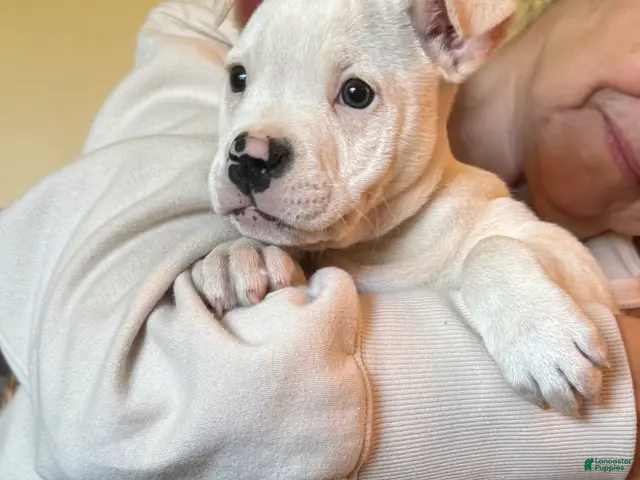 American Bulldog dogs for sale: Female 2 - Ad 1