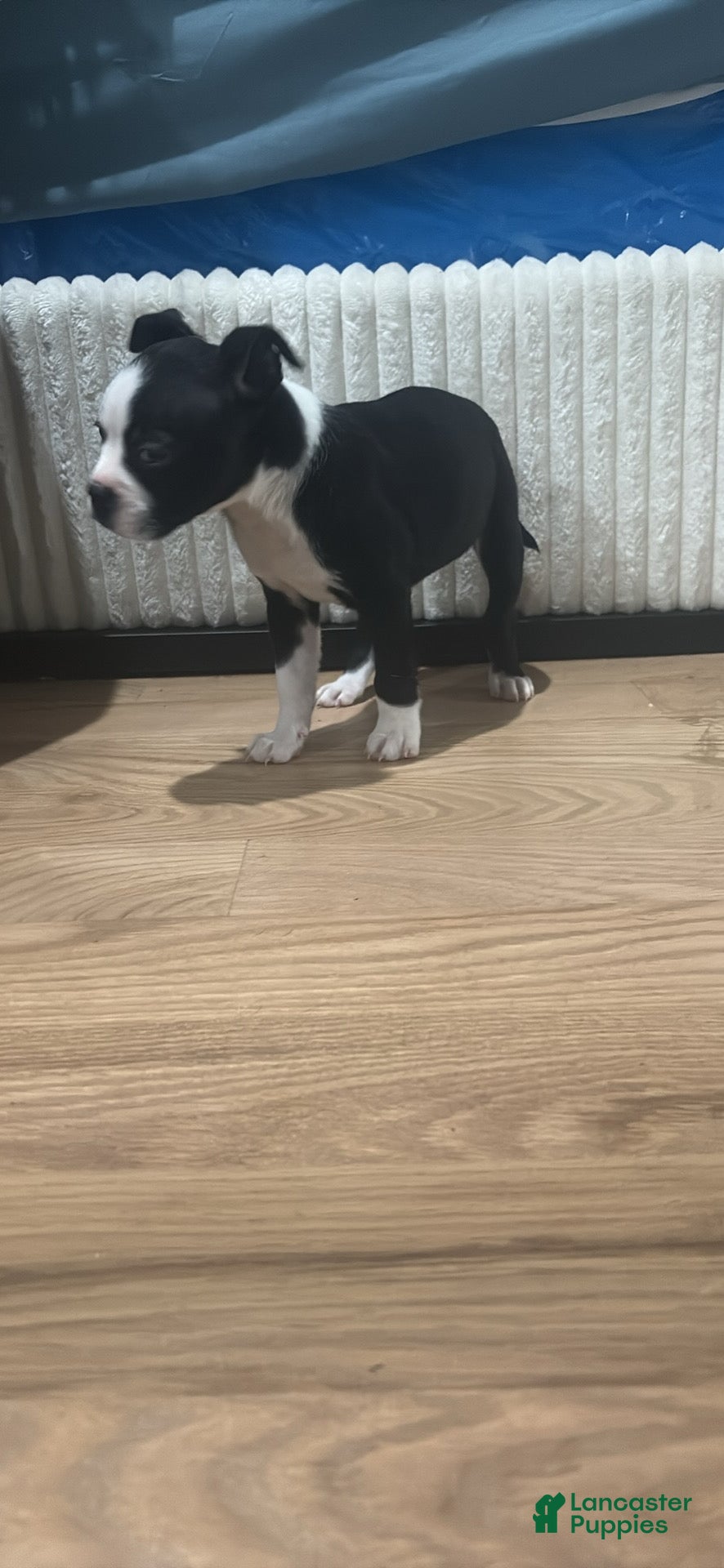 Mixed Breed dogs Mixed Breed Puppy 2 - Ad 29