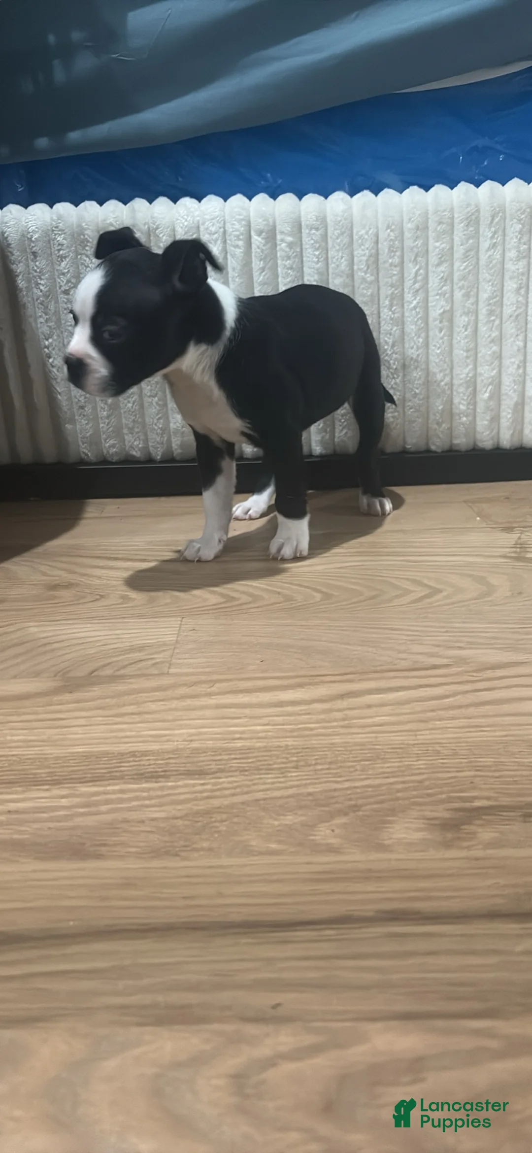 Mixed Breed dogs for sale: Mixed Breed Puppy 2 - Ad 1