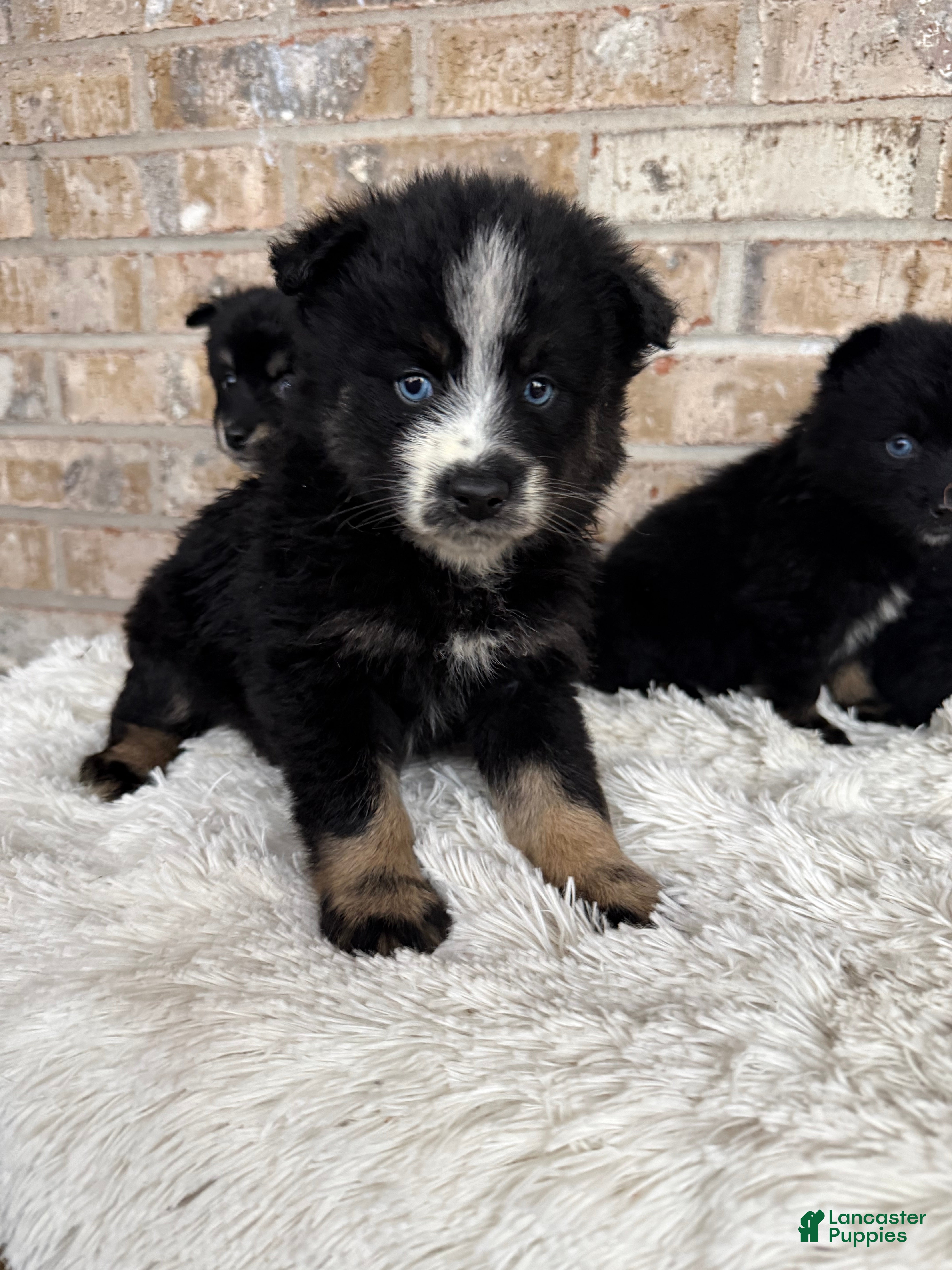 Pomsky dogs Percey - Ad 6