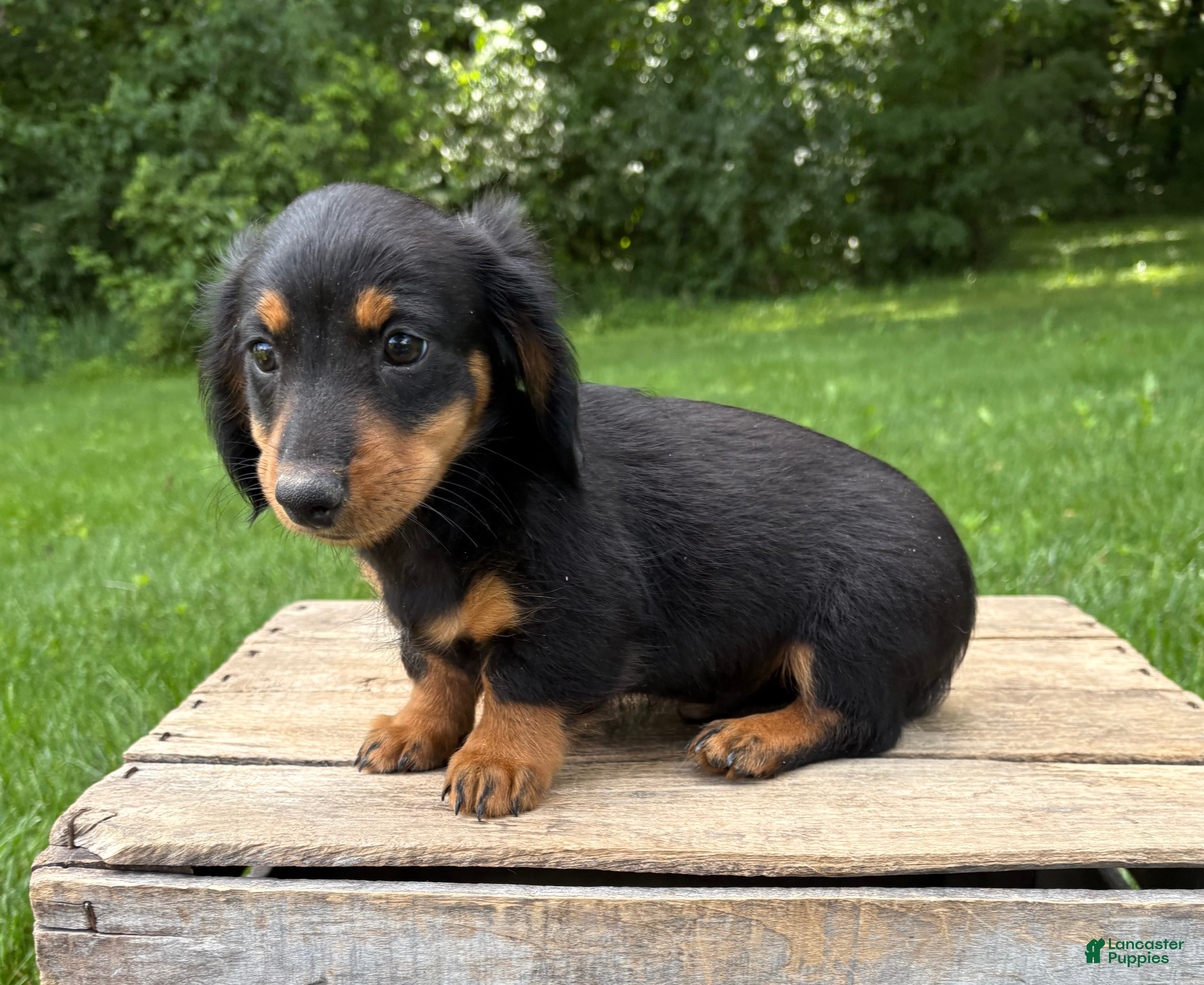 Dachshund dogs Rune - Ad 2