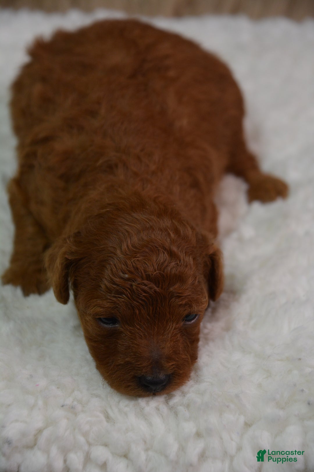 Toy Poodle dogs for sale: Toy Poodle Puppy 2 - Ad 1