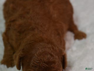 Toy Poodle dogs Toy Poodle Puppy 2 - Ad 12