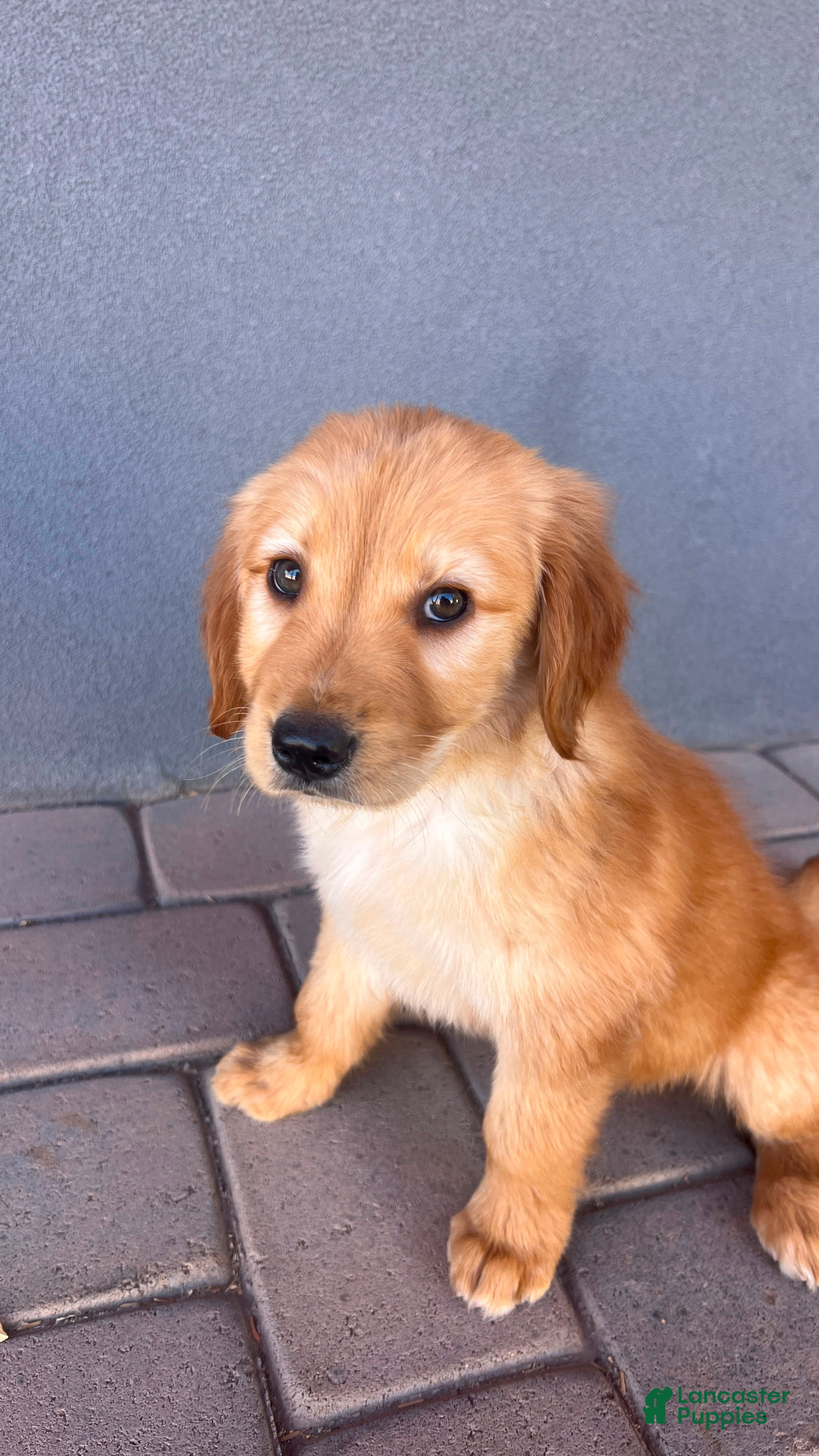 Golden Retriever dogs for sale: Golden Retriever 3 - Ad 3