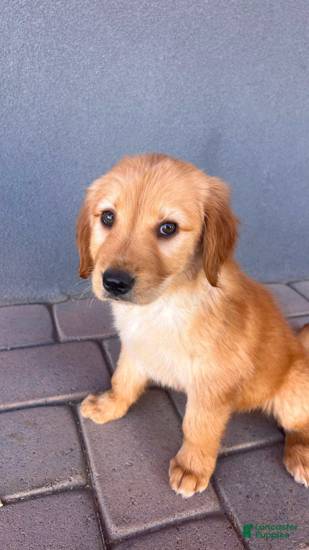 Golden Retriever dogs for sale: Golden Retriever 3 - Ad 1