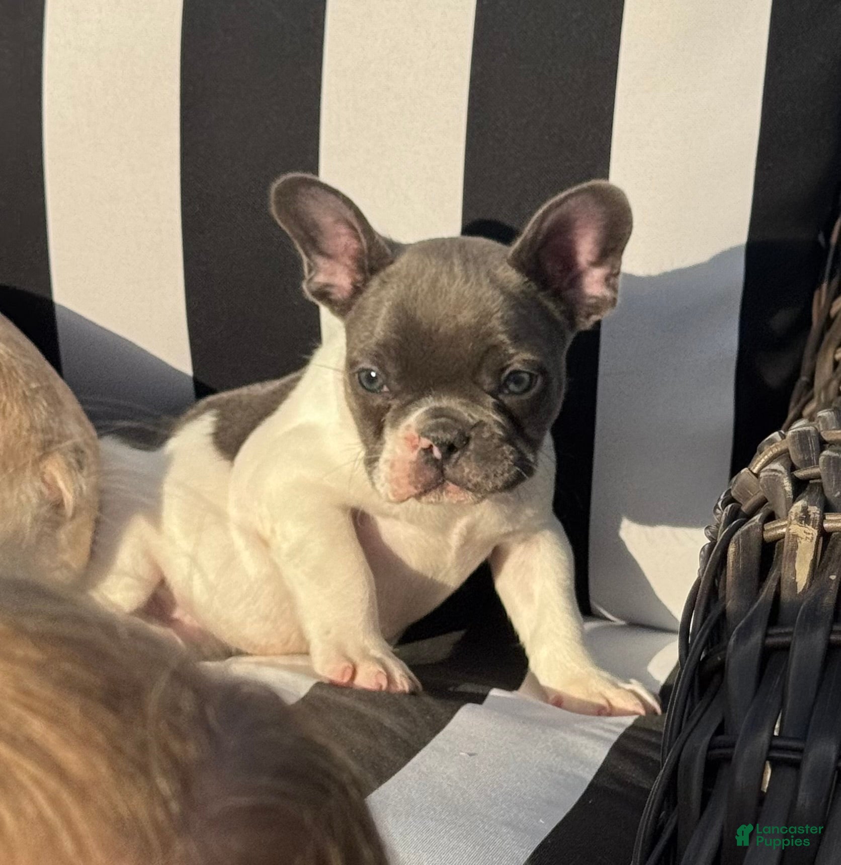 French Bulldog dogs for sale: French Bulldog 2 - Ad 2
