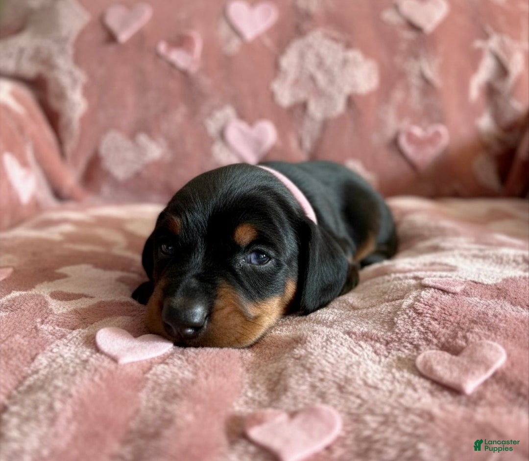 Doberman Pinscher dogs for sale: Valentina Health tested parents  - Ad 1