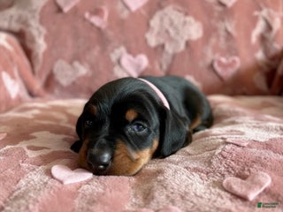 Doberman Pinscher dogs Valentina Health tested parents - Ad 8