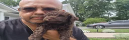 Mini Goldendoodle dogs for sale: Kane - Ad 4