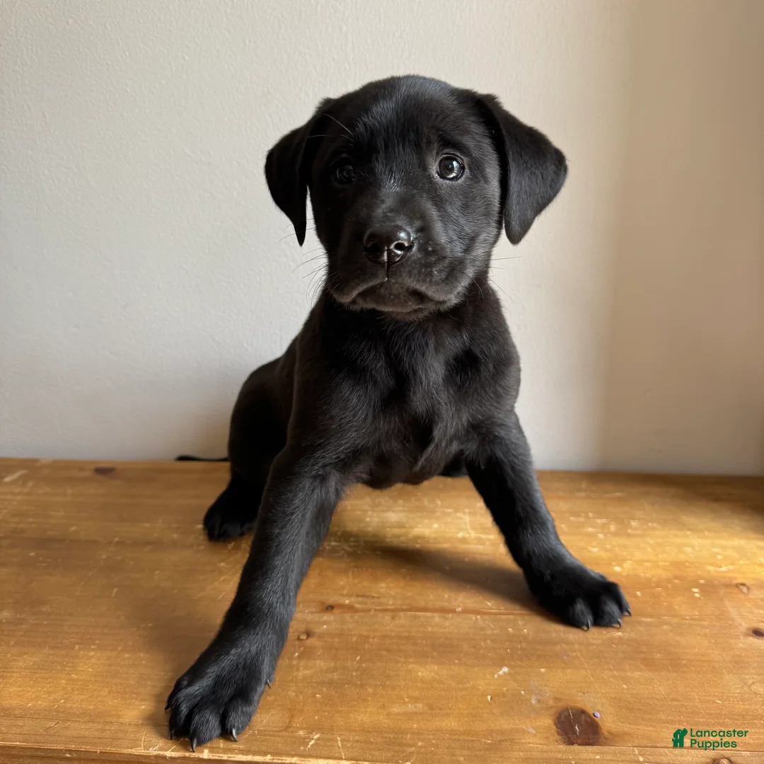 Labrador Retriever dogs for sale: Dolly - Ad 5