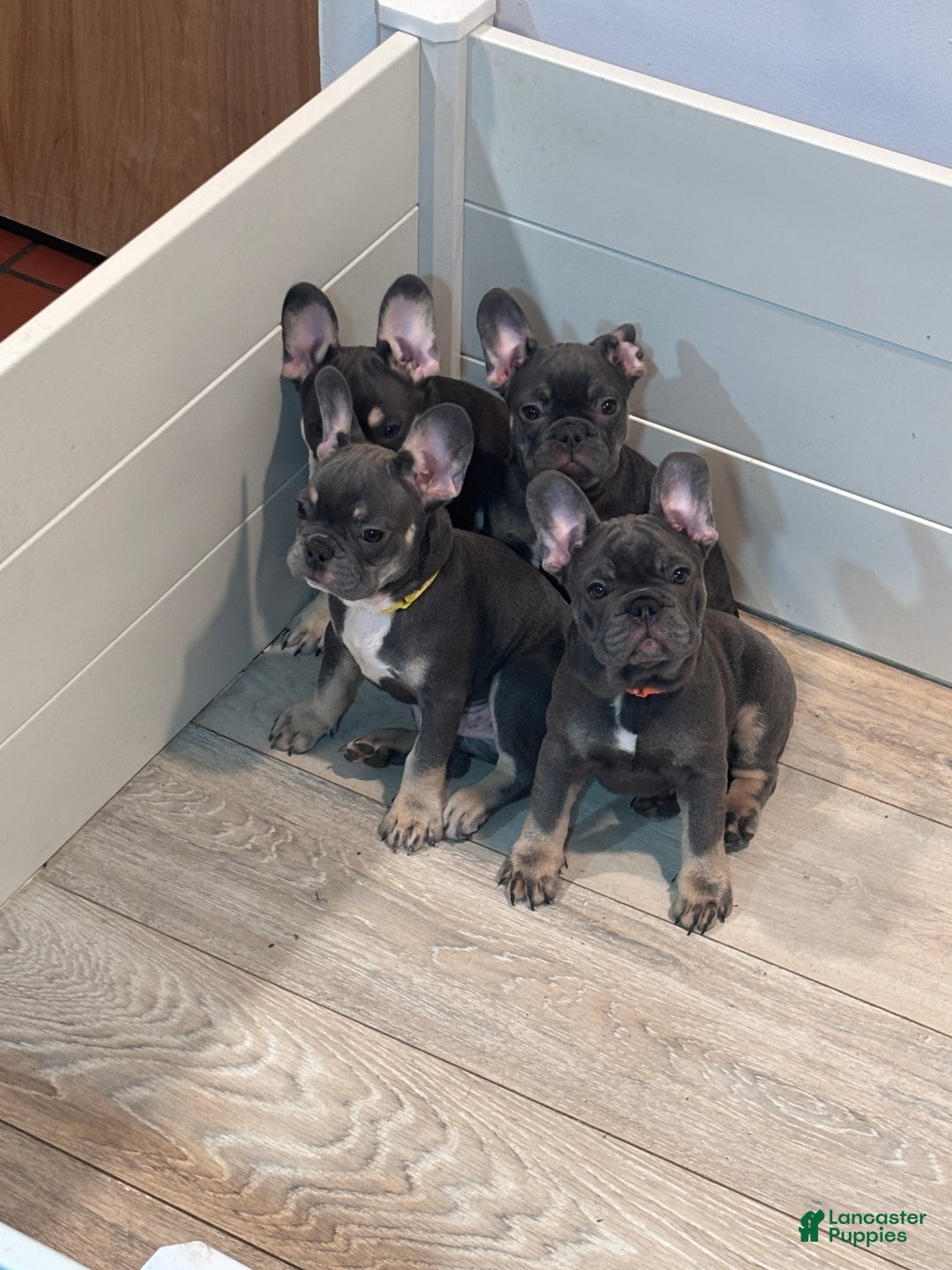French Bulldog dogs for sale: Taz  - Ad 6