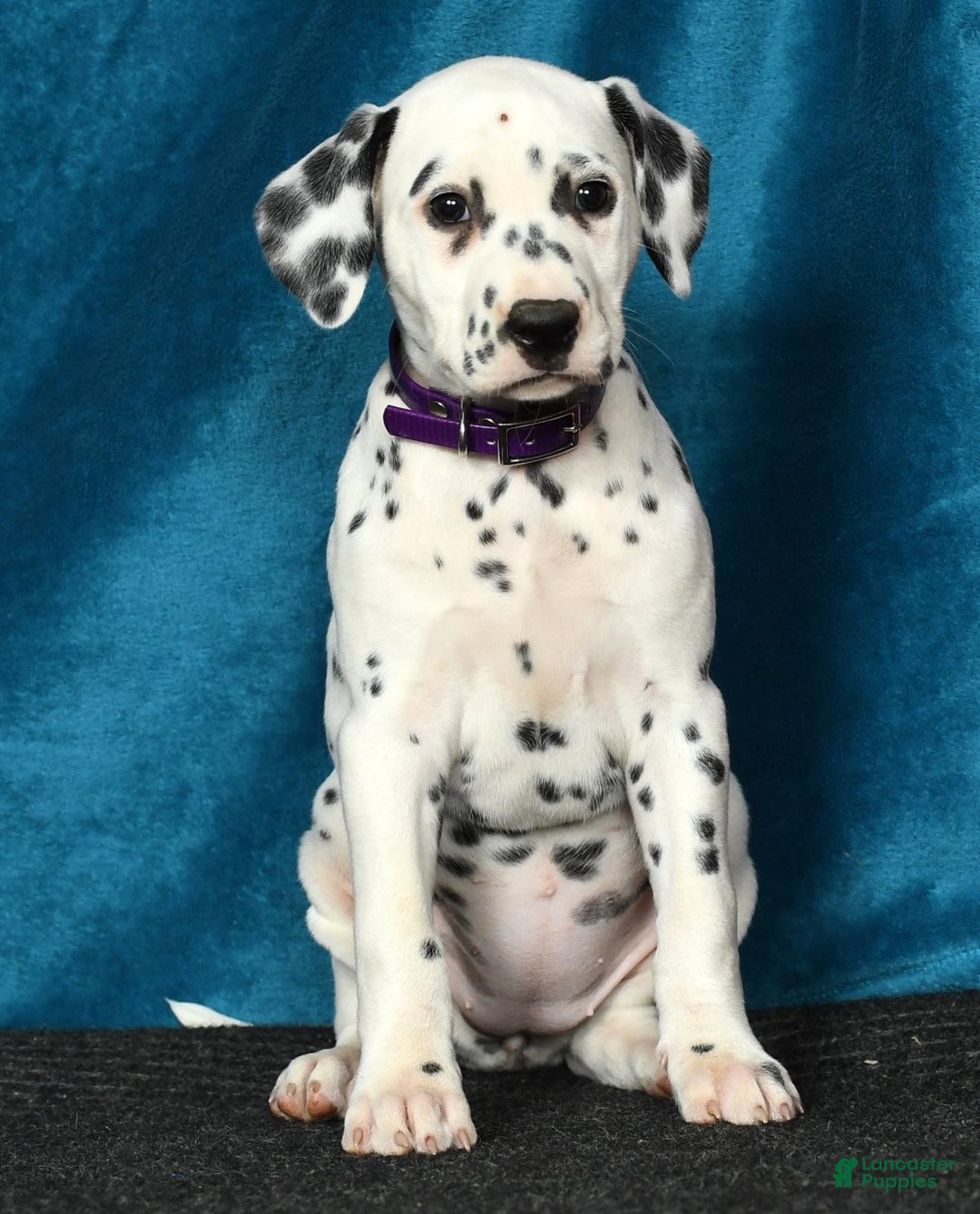 Dalmatian Puppies for sale Lancaster Puppies