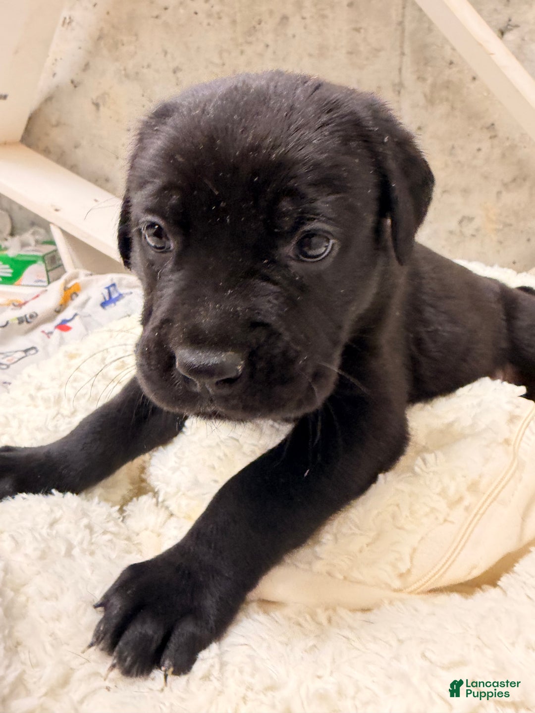 Cane Corso dogs for sale: Cane Corso Puppy 1 - Ad 2