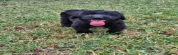 Giant Schnauzer dogs for sale: Giant Schnauzer 2 - Ad 2