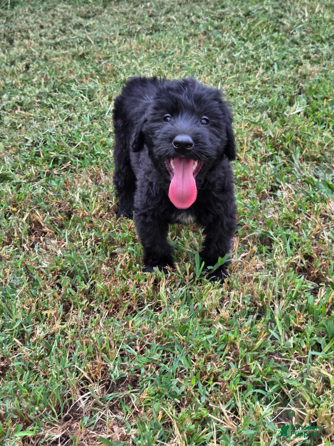 Giant Schnauzer dogs for sale: Giant Schnauzer 2 - Ad 2