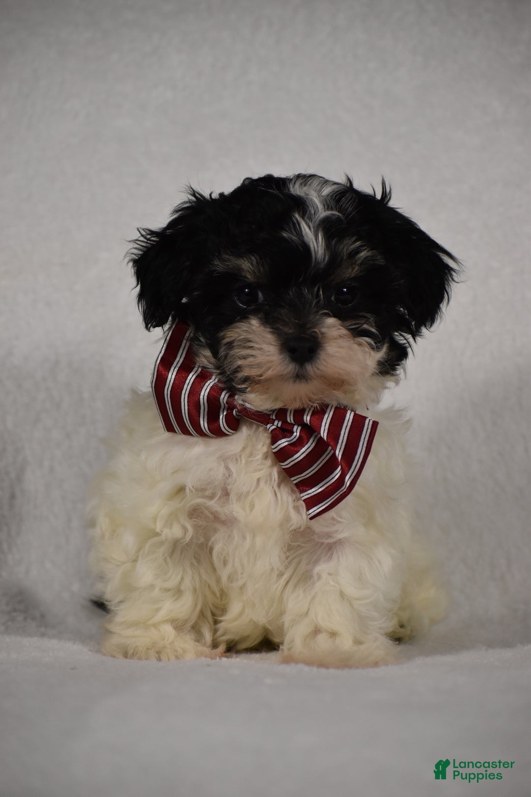 Maltipoo dogs for sale: Scout - Ad 6