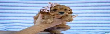 Taffy Cavapoo Pup