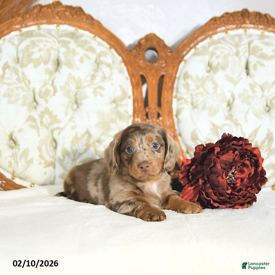 Miniature Dachshund dogs Parker - Ad 2