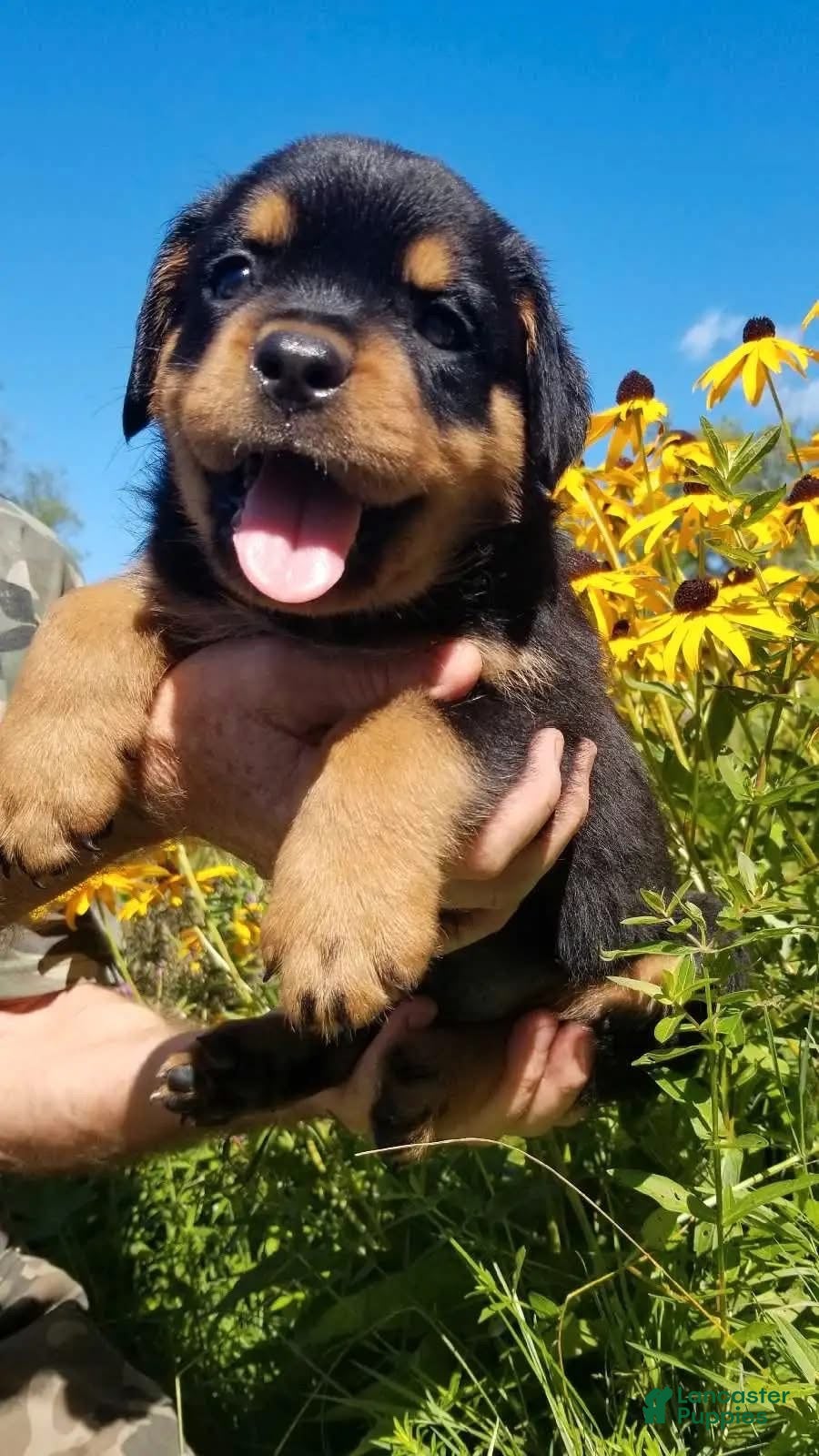 Rottweiler dogs Rottweiler Puppy 3 - Ad 41