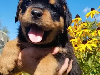 Rottweiler dogs Rottweiler Puppy 3 - Ad 41