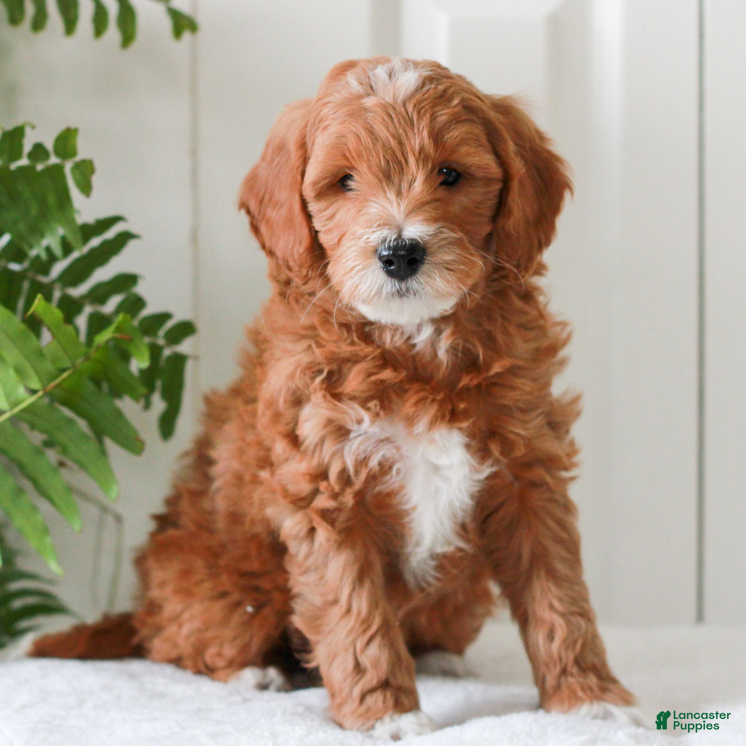 Mini Goldendoodle dogs Hayes  - Ad 2