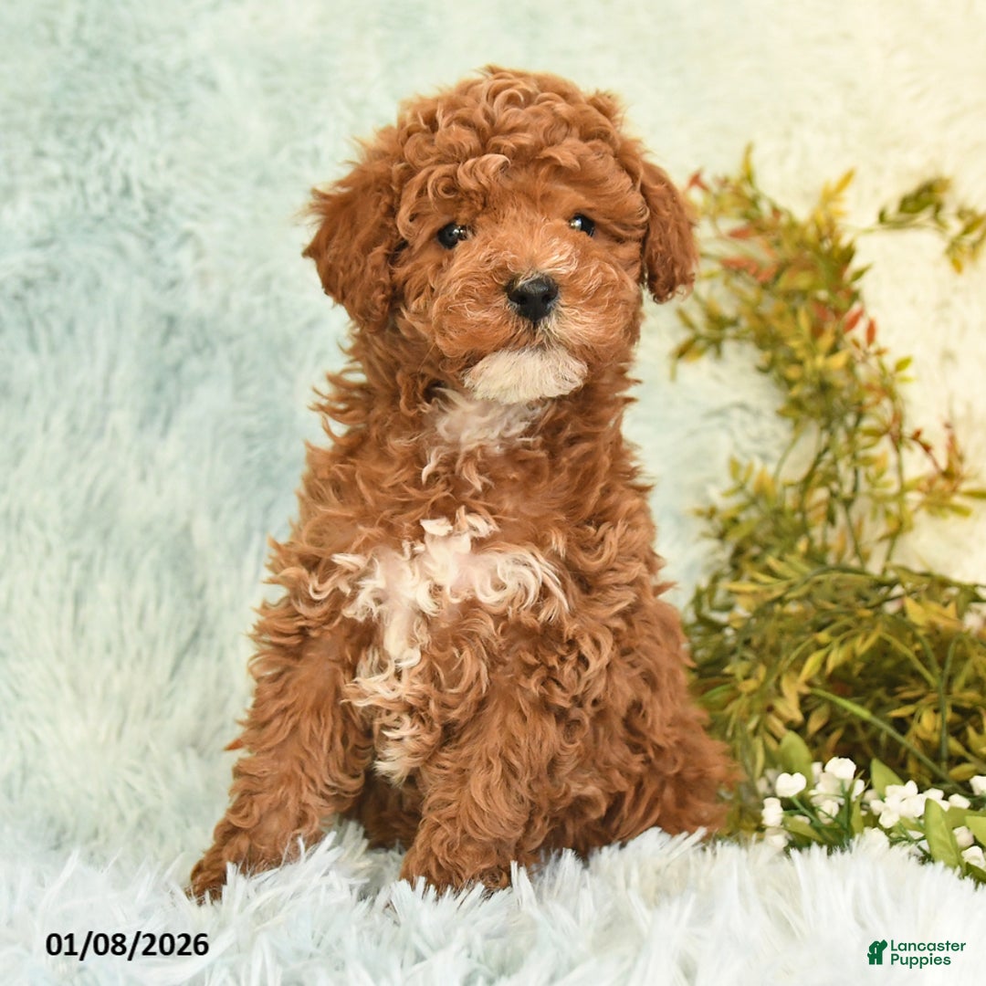 Cockapoo dogs for sale: Boots - Ad 2