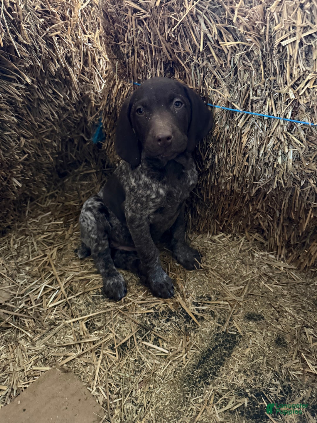 German Shorthaired Pointer dogs for sale: German Shorthaired Pointer Puppy 6 - Ad 1