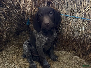 German Shorthaired Pointer dogs German Shorthaired Pointer Puppy 6 - Ad 29