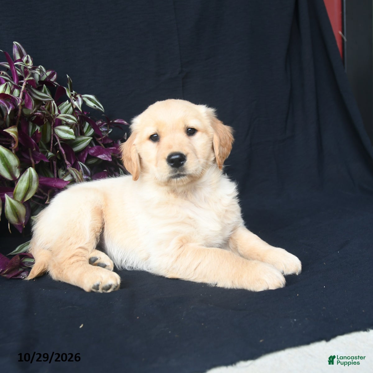 Golden Retriever dogs for sale: Pumpkin  - Ad 1