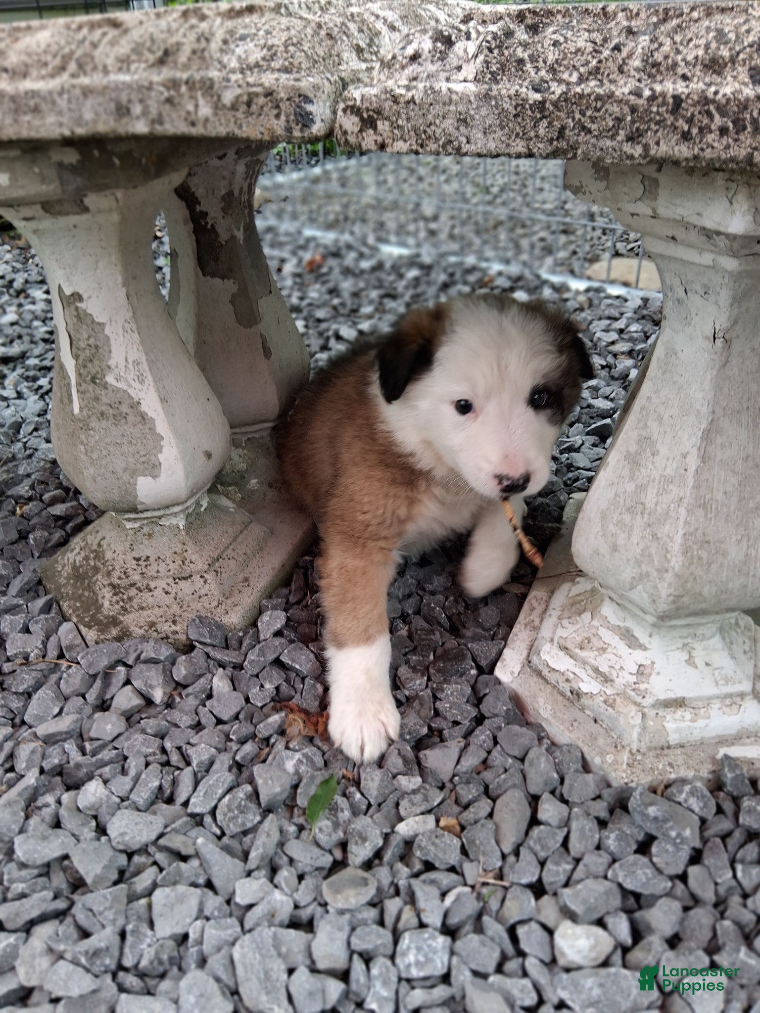 Border Collie dogs BANE - Ad 26